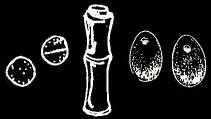 Bitmap Image
